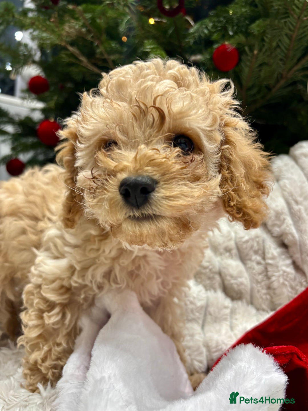 Cavapoo dogs for sale: Gorgeous F1 Cavapoo pups, health tested 🐾 - Advert 7