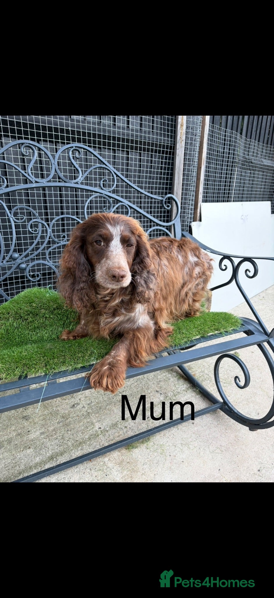Cockapoo dogs Genetic clear cockapoo puppies - Advert 2