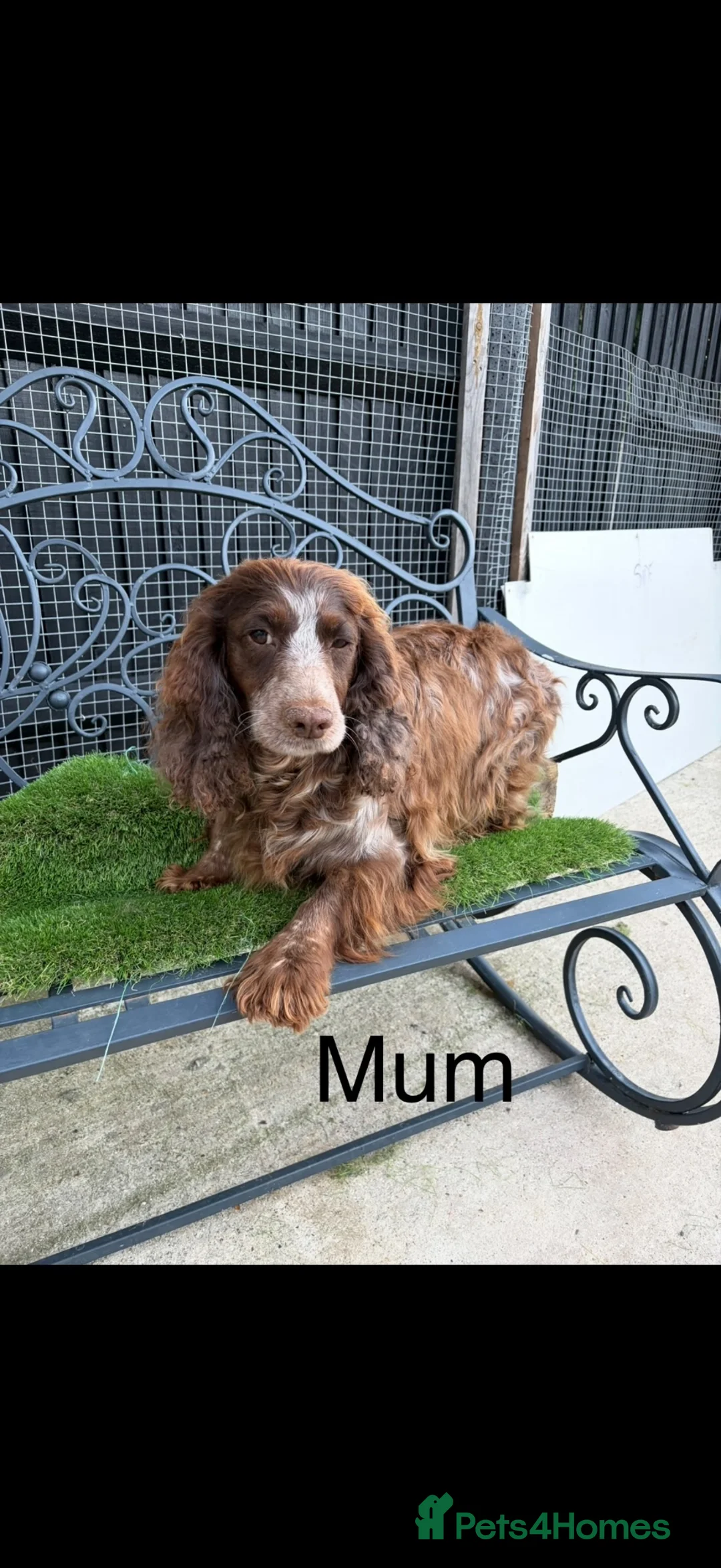 Cockapoo dogs for sale: Genetic clear cockapoo puppies - Advert 2