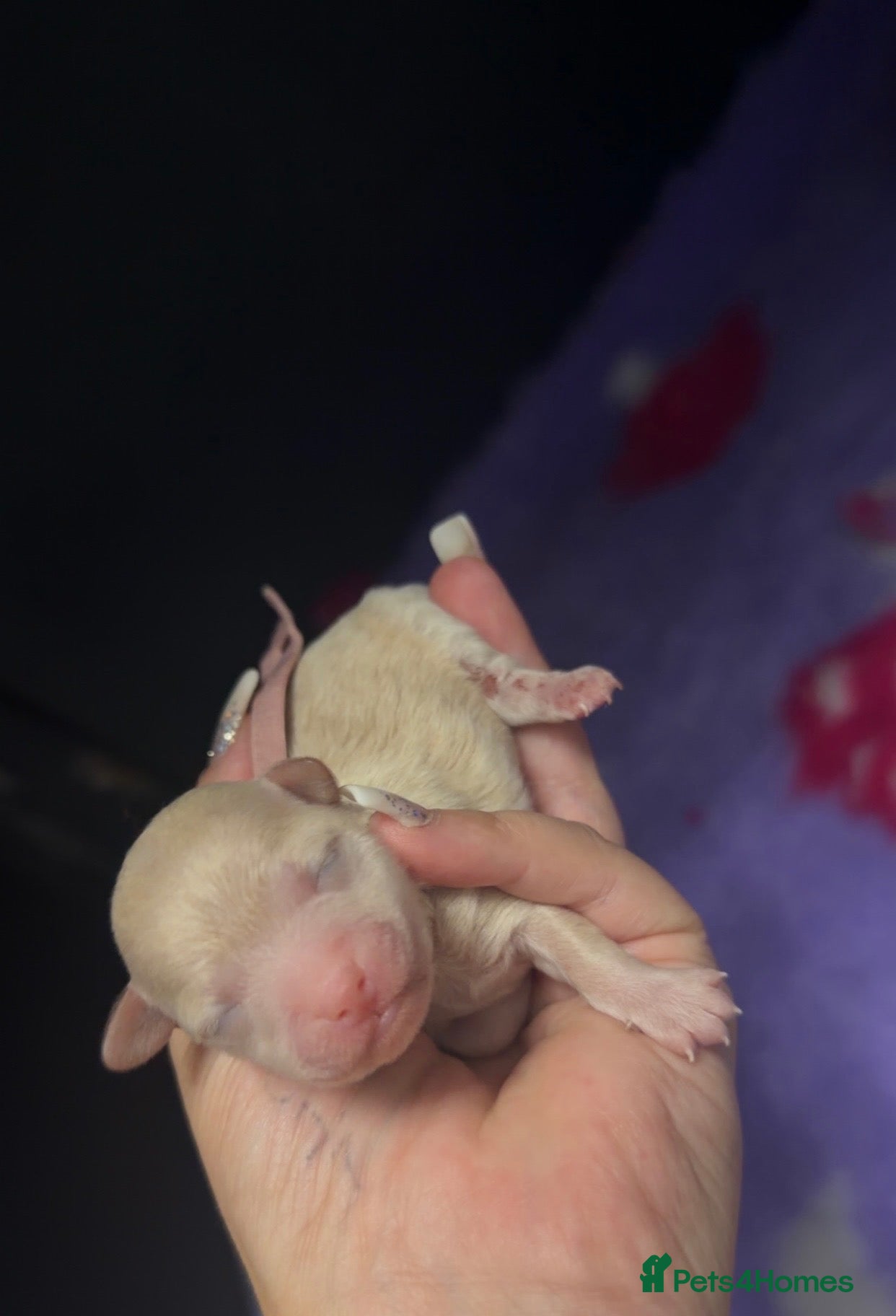 Maltipoo dogs 🩷Tiny Maltipoo,KC dna health clear parents 🥰 - Advert 1