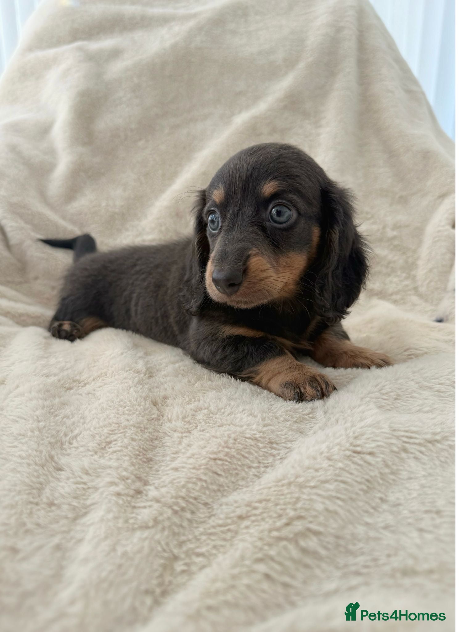 Miniature Dachshund dogs Kc miniature long haired dachshunds  - Advert 2