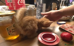 Mixed Breed cats for sale: Boy and girl for news home - Image 5