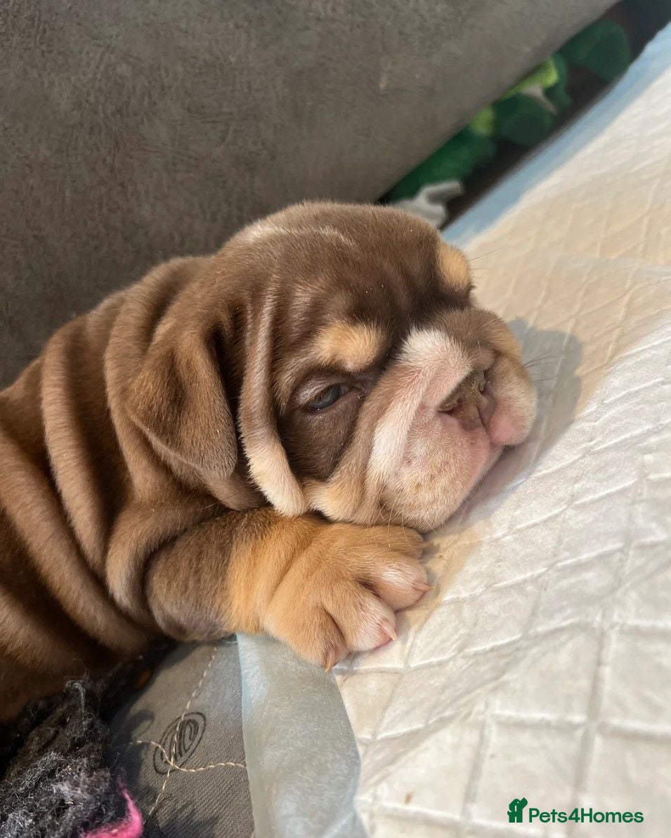 English Bulldog dogs stunning Bulldog puppies - Advert 5