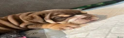 English Bulldog dogs for sale: stunning Bulldog puppies in Weymouth - Advert 1