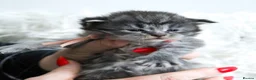 Maine Coon cats for sale: Stunning TICA Registered Maine Coon Kittens  - Advert 14