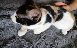 Mixed Breed cats for sale: playful lovely kittens grey torti black girls boys - Image 15