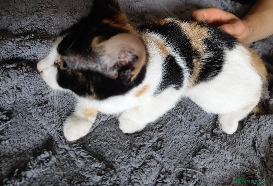 Mixed Breed cats for sale: playful lovely kittens grey torti black girls boys - Image 15