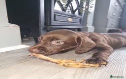 Mixed Breed dogs for sale: Labrador x cockapoo puppies - Image 11
