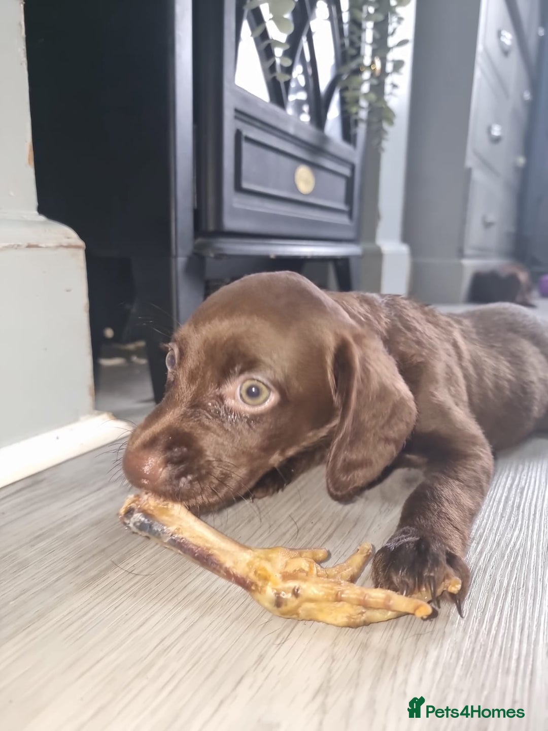 Mixed Breed dogs for sale: Labrador x cockapoo puppies - Image 11