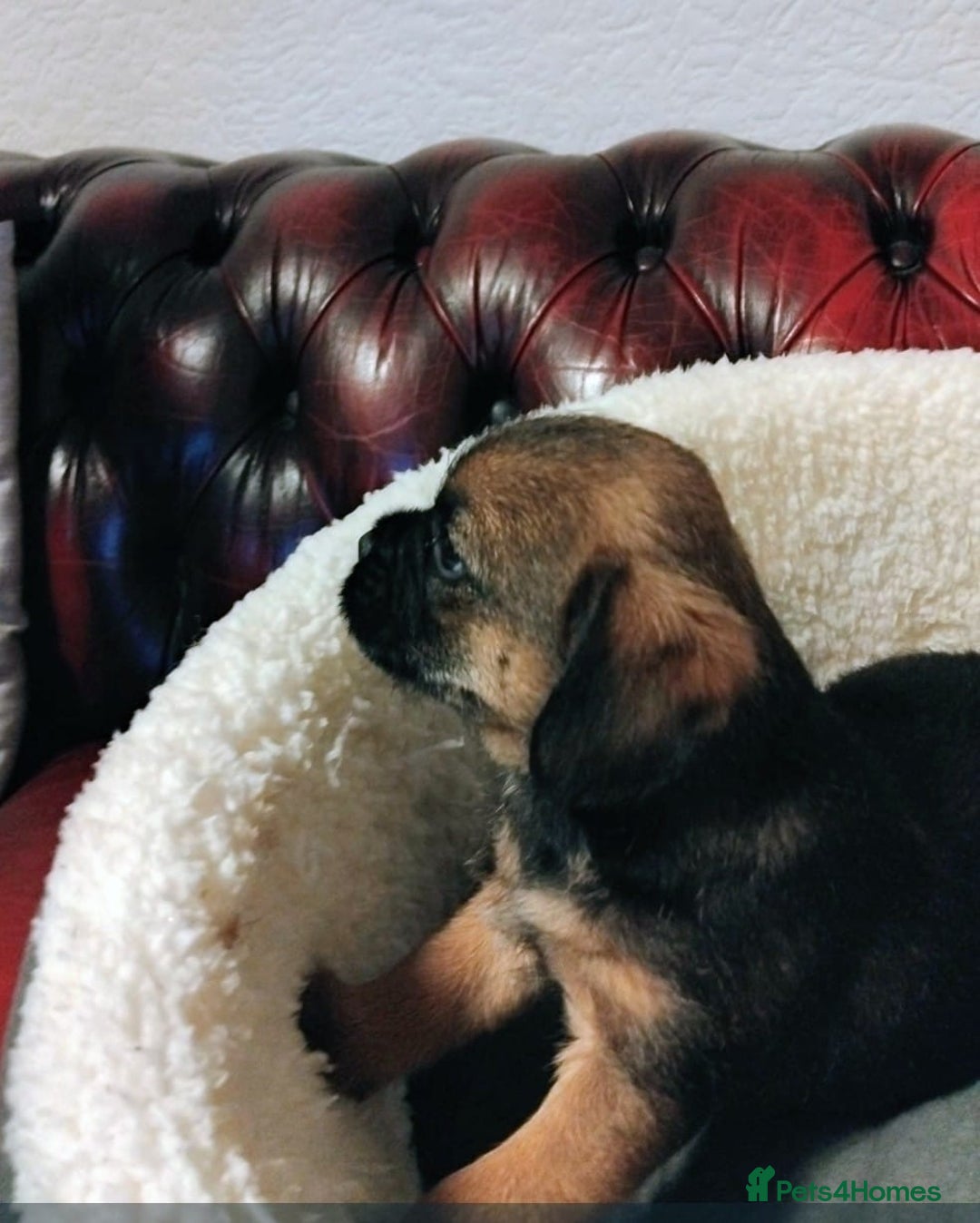 Border Terrier dogs for sale: BORDER TERRIER PUPS KC REG SLEM CLEAR - Image 5