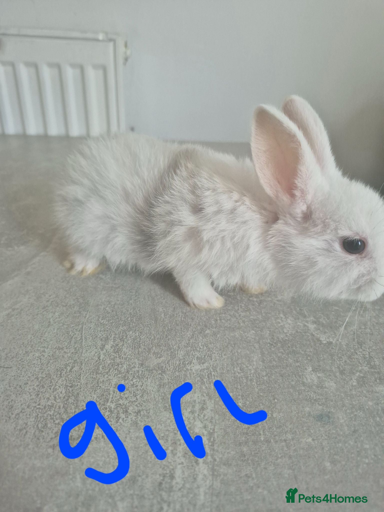 Mixed Breed rabbits Baby rabbits for sale  - Advert 1