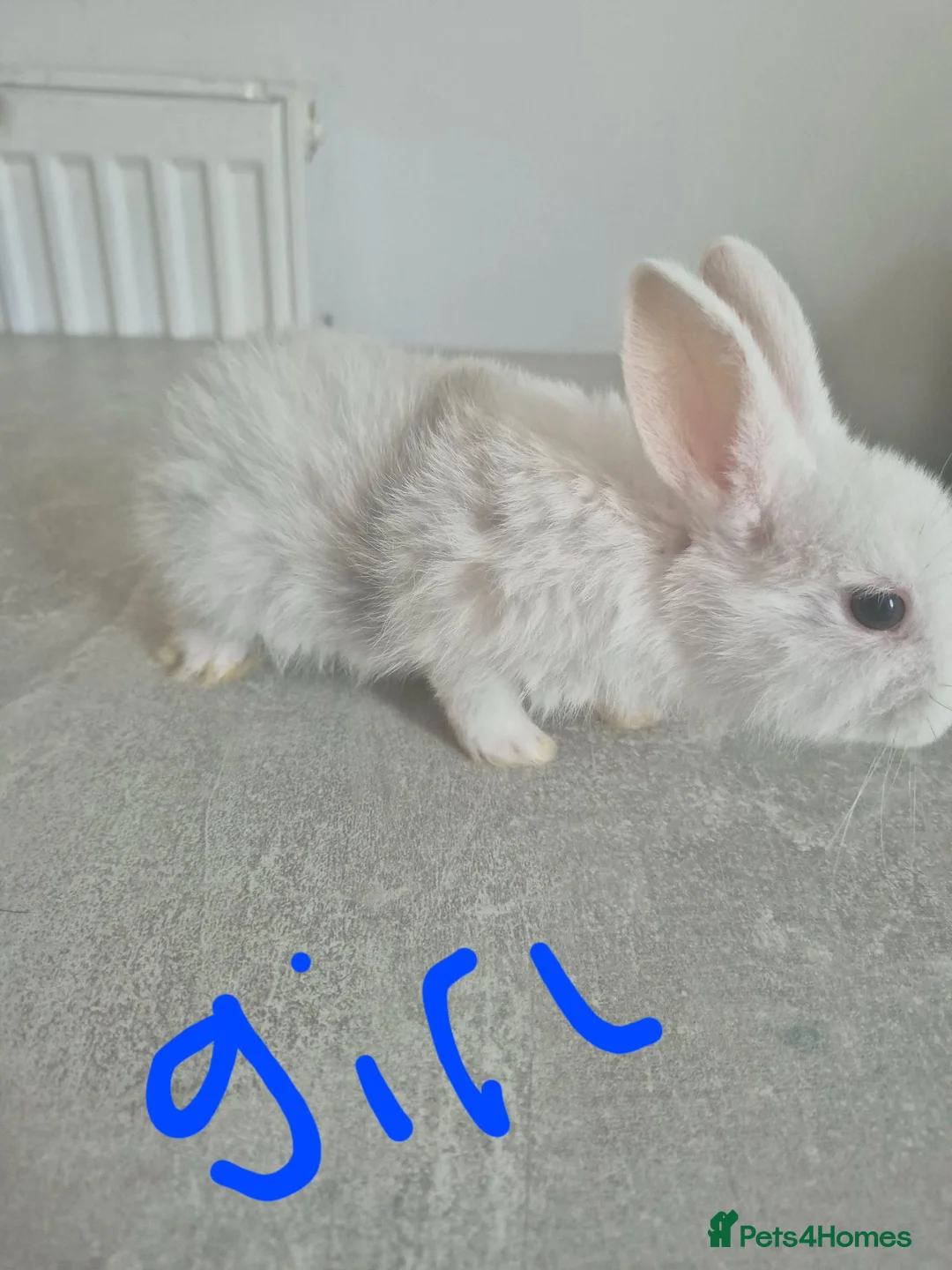 Mixed Breed rabbits for sale: Baby rabbits for sale  - Advert 1