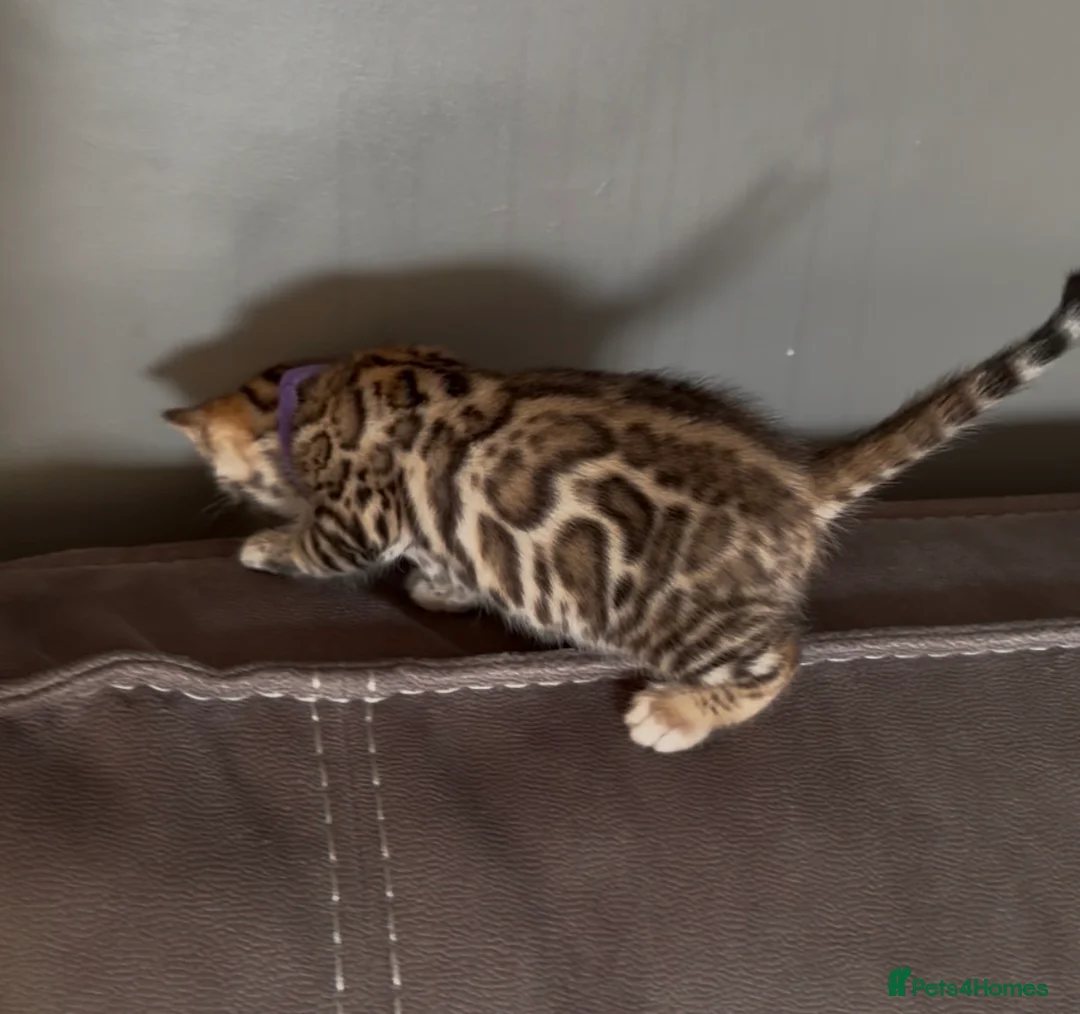 Bengal cats for sale: Beautiful Pedigree Bengal kittens for sale  - Advert 24
