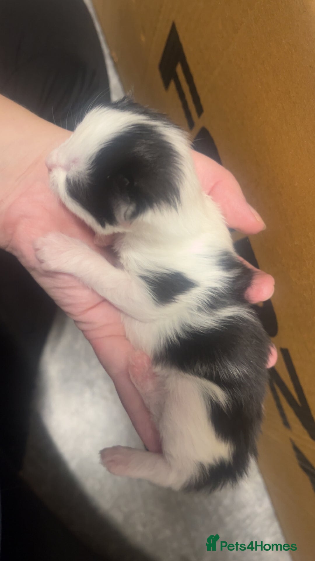 Mixed Breed cats for sale: 2 male kittens  - Advert 7