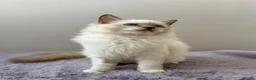 Ragdoll cats for sale: TICA registered blue mitted radoll kitten - Advert 6