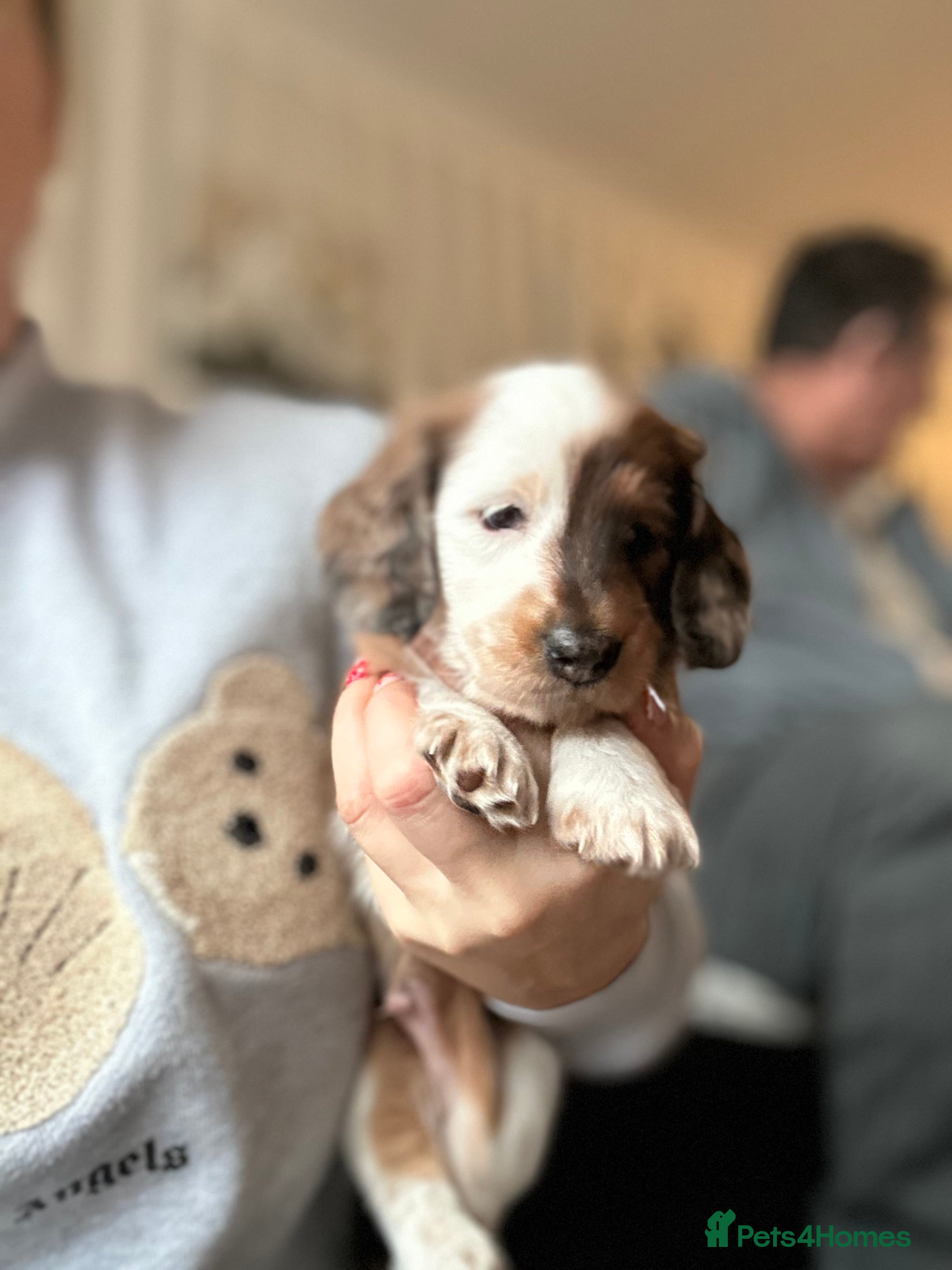 Miniature Dachshund dogs Miniature Dachounds pied dapples  - Advert 8