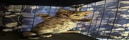 Bengal cats for sale: Stunning beautiful natured bengal cross kittens - Advert 14