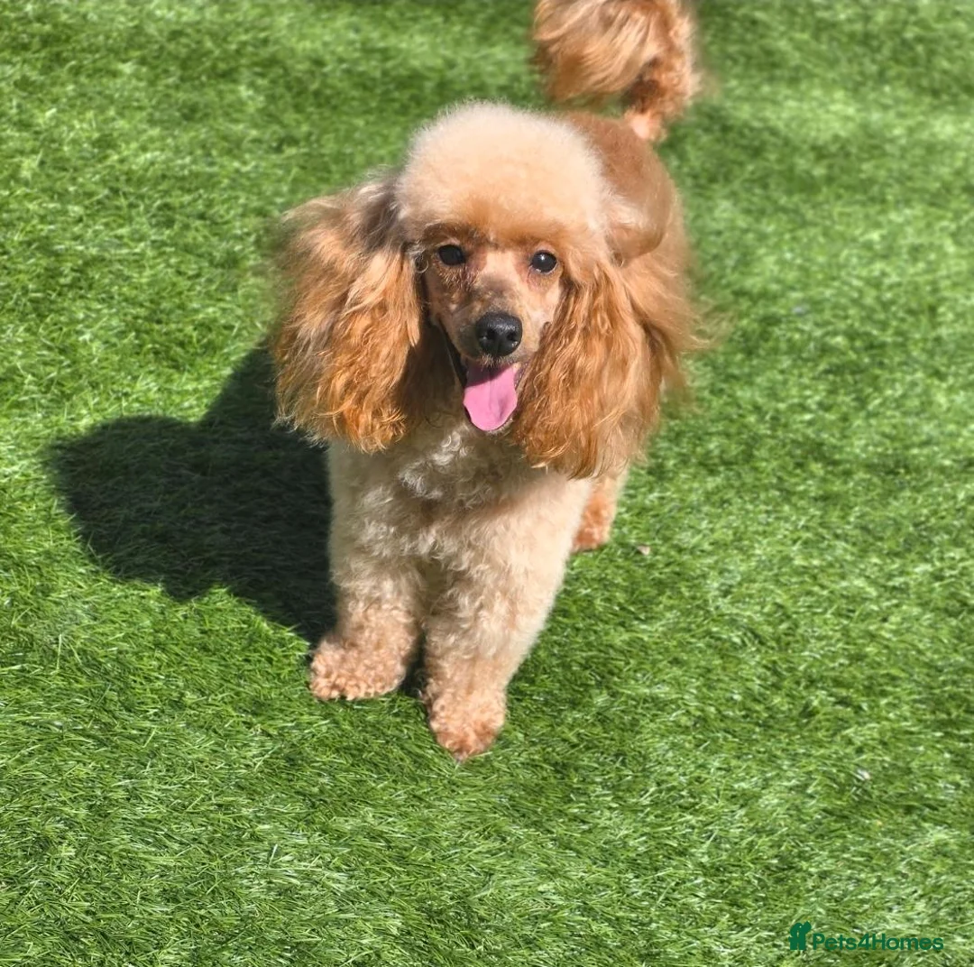 Toy Poodle dogs for sale: Toy Poodle Girl in Motherwell - Advert 3
