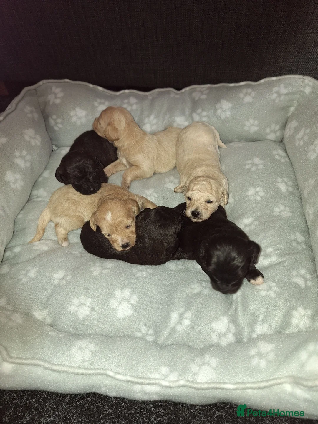 Mixed Breed dogs for sale: Border poodle puppies  in Gretna - Advert 26