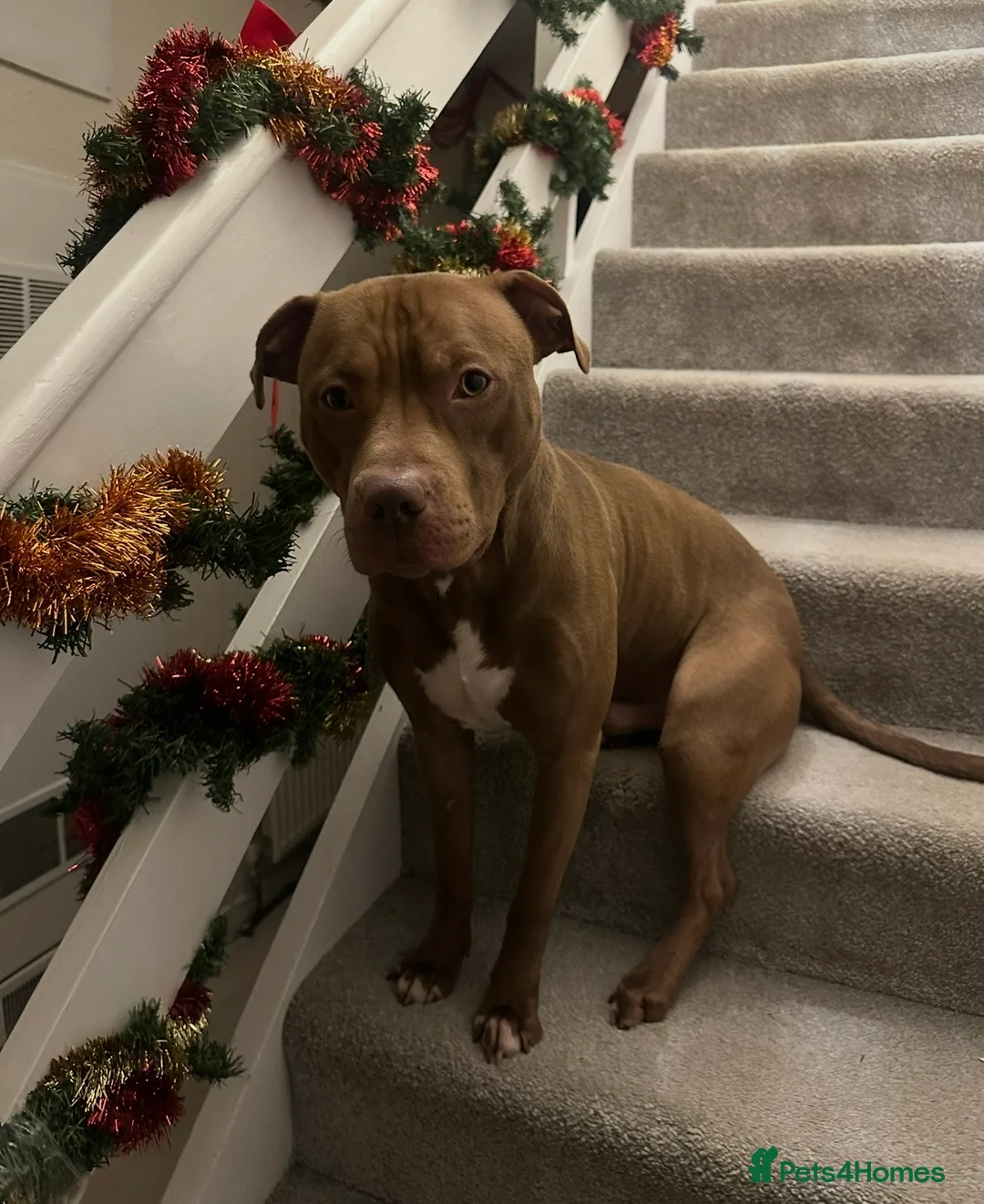 Mixed Breed dogs for sale: STAFFORDSHIRE X AMERICAN BULLY DOG 3YO URGENT - Advert 8