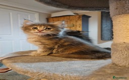 Maine Coon cats for sale: Maine Coon Kittens pedigree  in Boston - Image 4