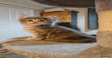 Maine Coon cats in Boston - Advert 16