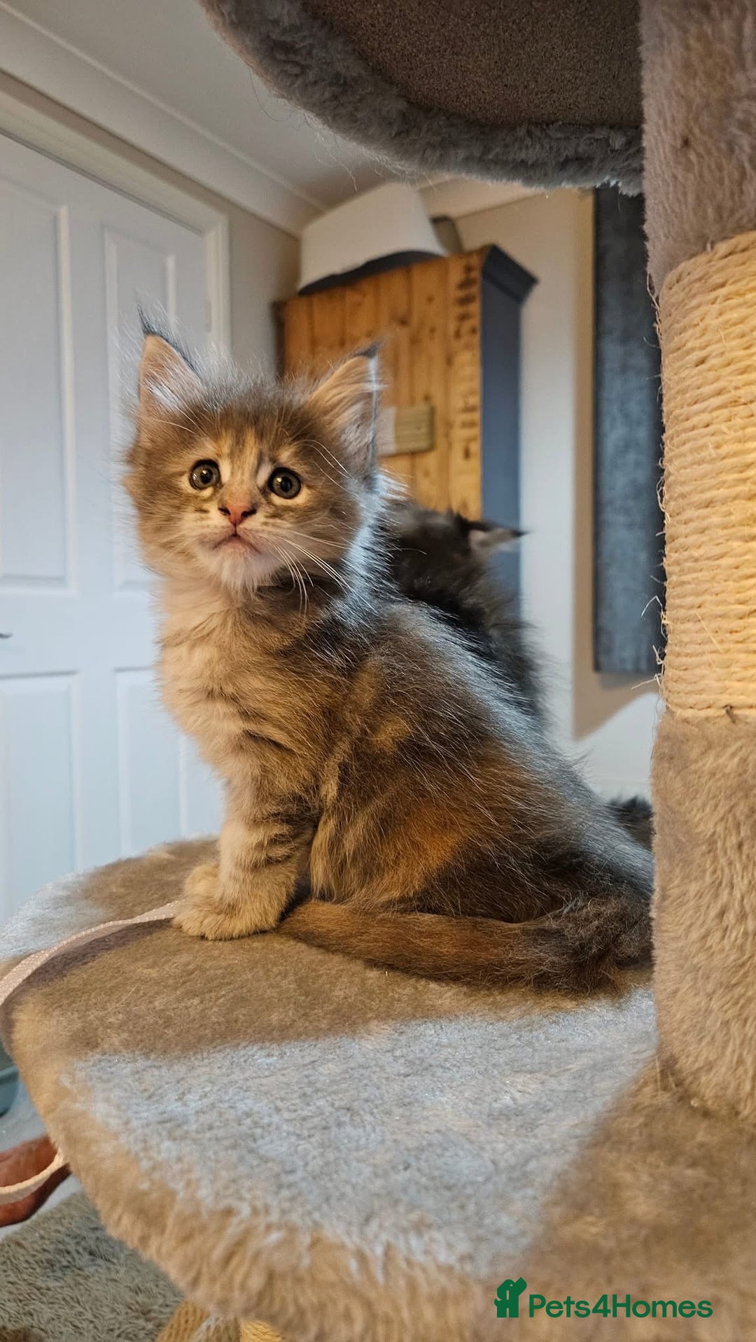 Maine Coon cats for sale: Maine Coon Kittens pedigree  in Boston - Image 4