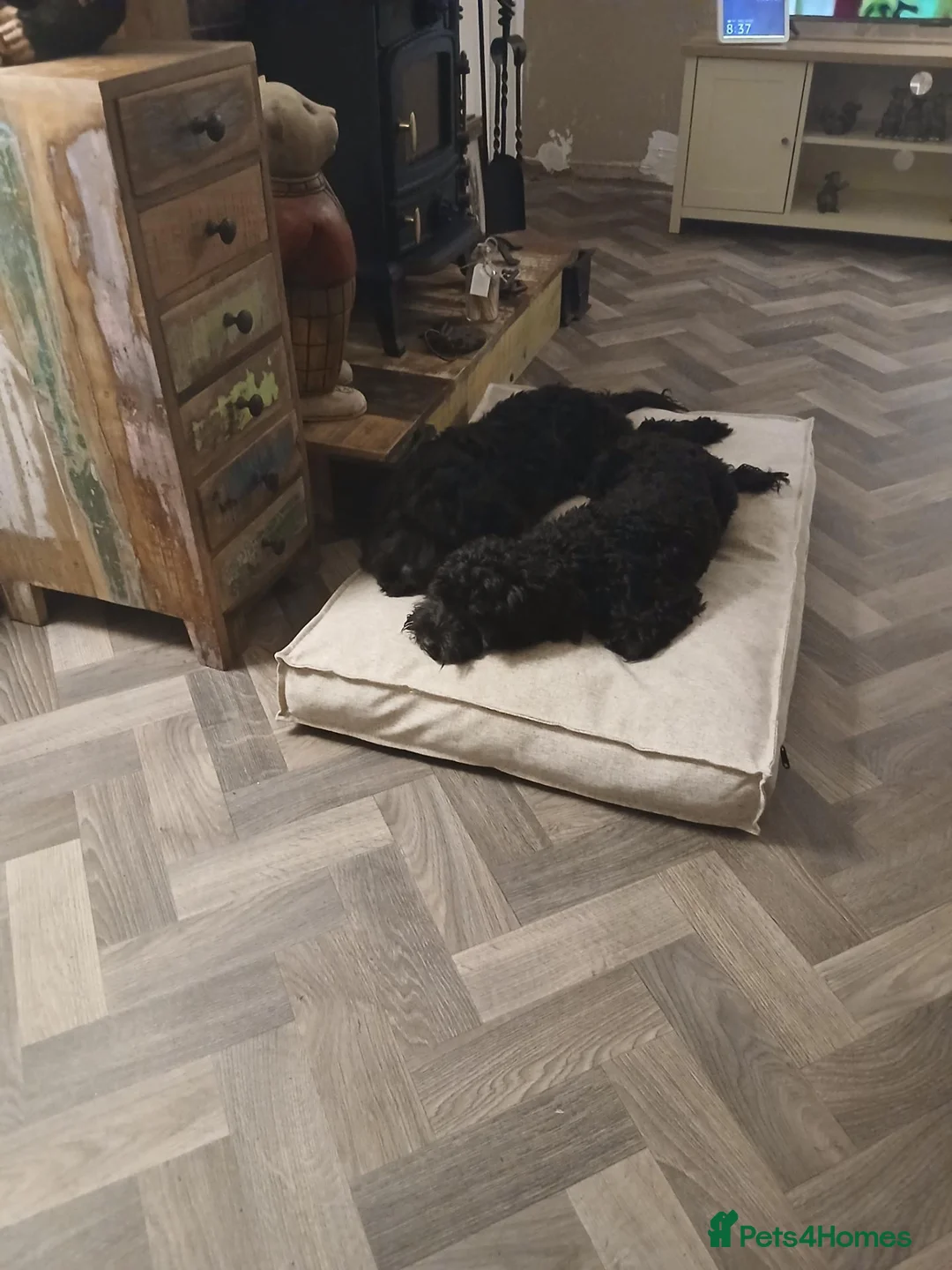 Cavapoo dogs for sale: Black cavapoo in Walsall - Advert 4