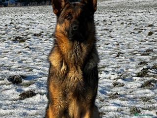 German Shepherd dogs Working line german shepherd ( RHAEGAR ) in Manchester - Advert 19