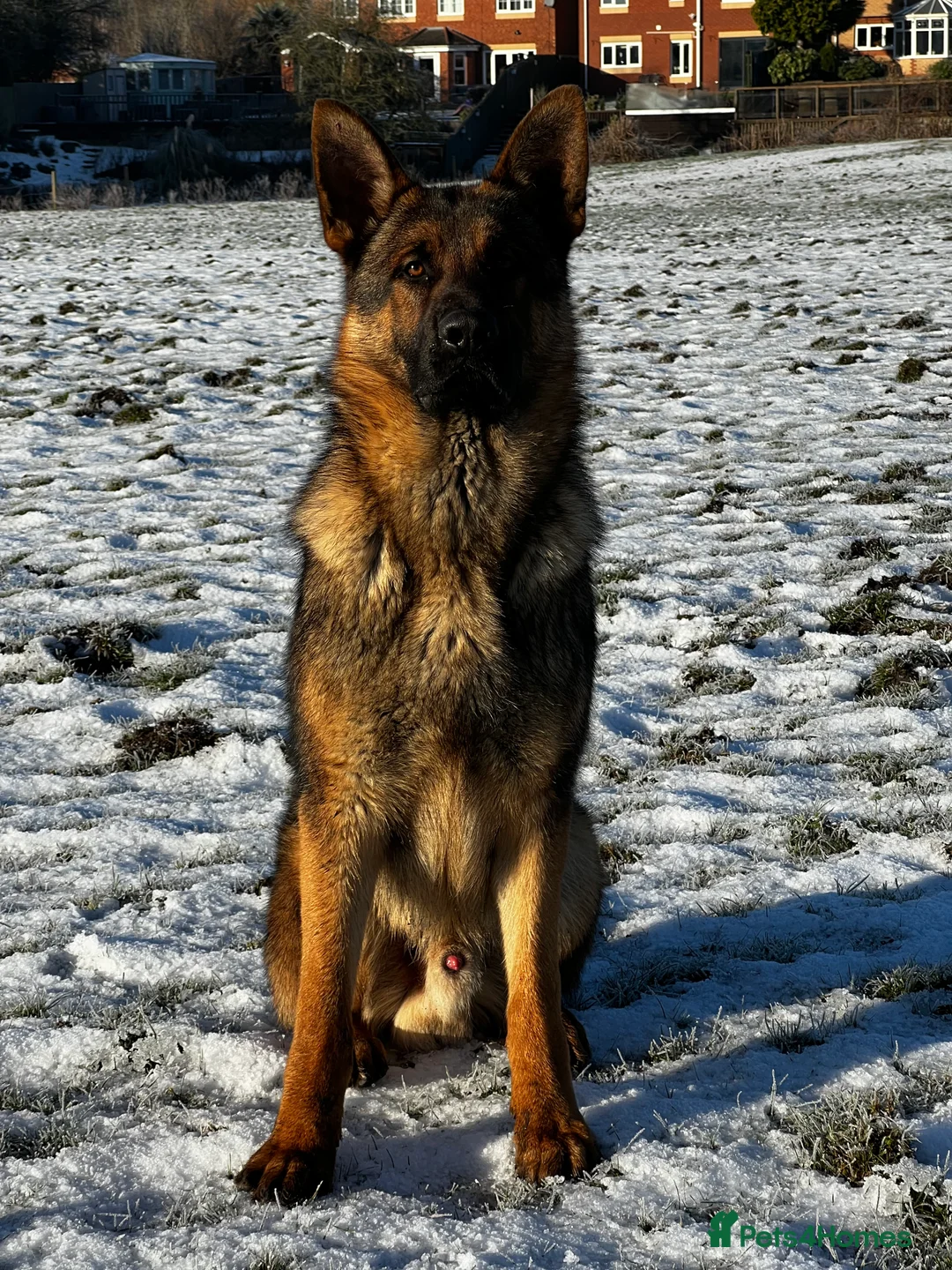 German Shepherd dogs for stud: Working line x show line german shepherd RHAEGAR in Manchester - Advert 1