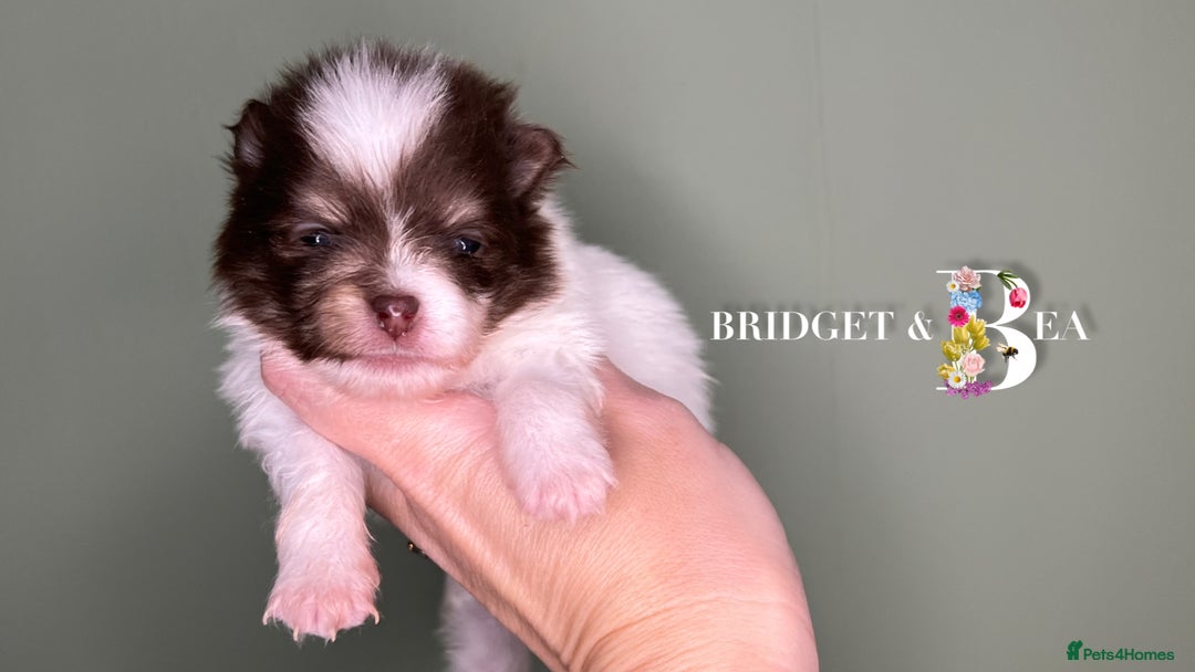 Pomeranian dogs for sale: 💛PUPPIES ARRIVED 💛 - Advert 14