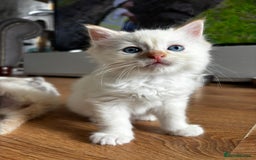 Ragdoll cats for sale: 6 gorgeous fluffy ragdoll kittens  - Image 12