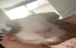Guinea Pig rodents for sale: Guinea pigs 🐹 asap collection - Image 4