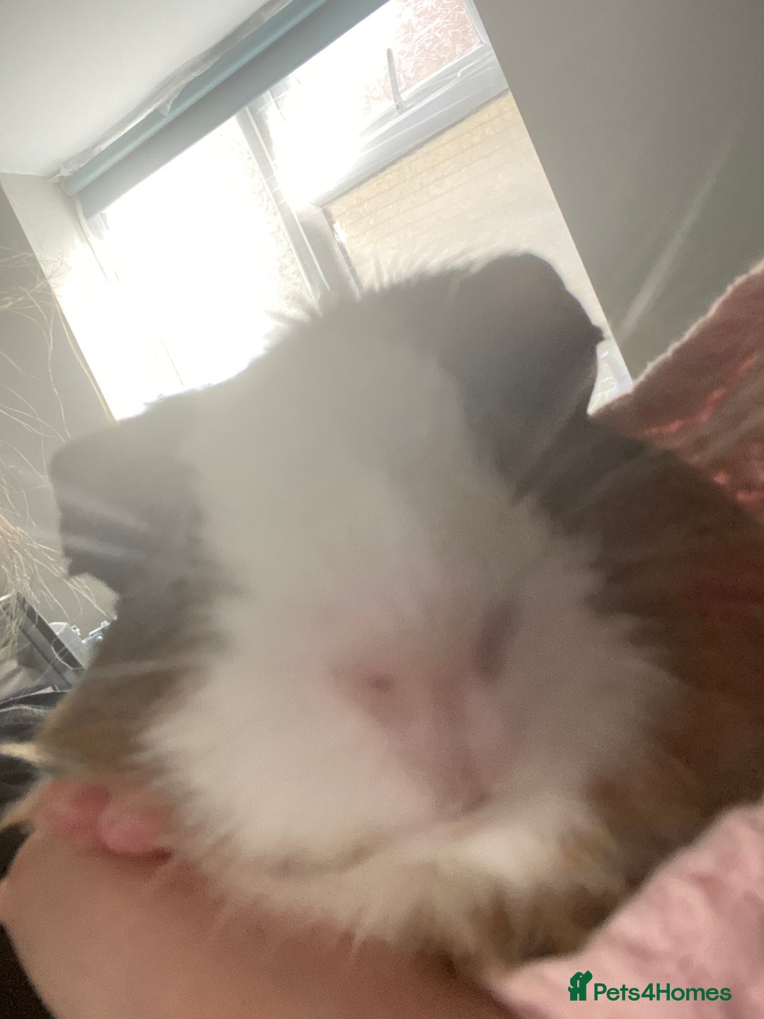 Guinea Pig rodents for sale: Guinea pigs 🐹 asap collection - Image 4