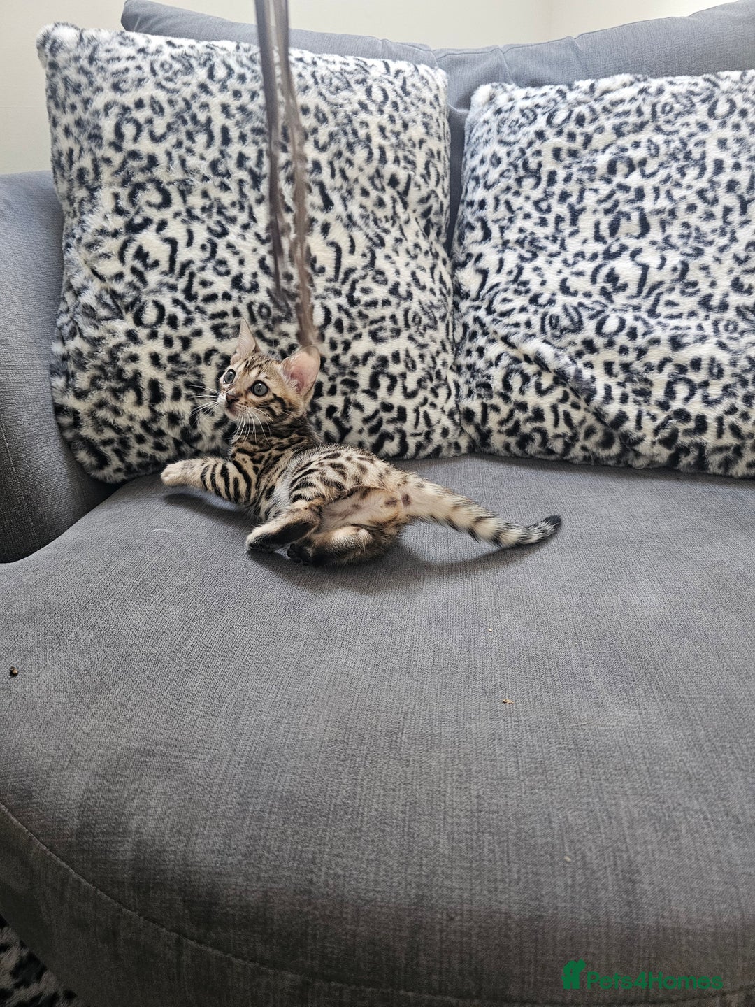 Bengal cats for sale: Outstanding kittens from Show parents. - Advert 11