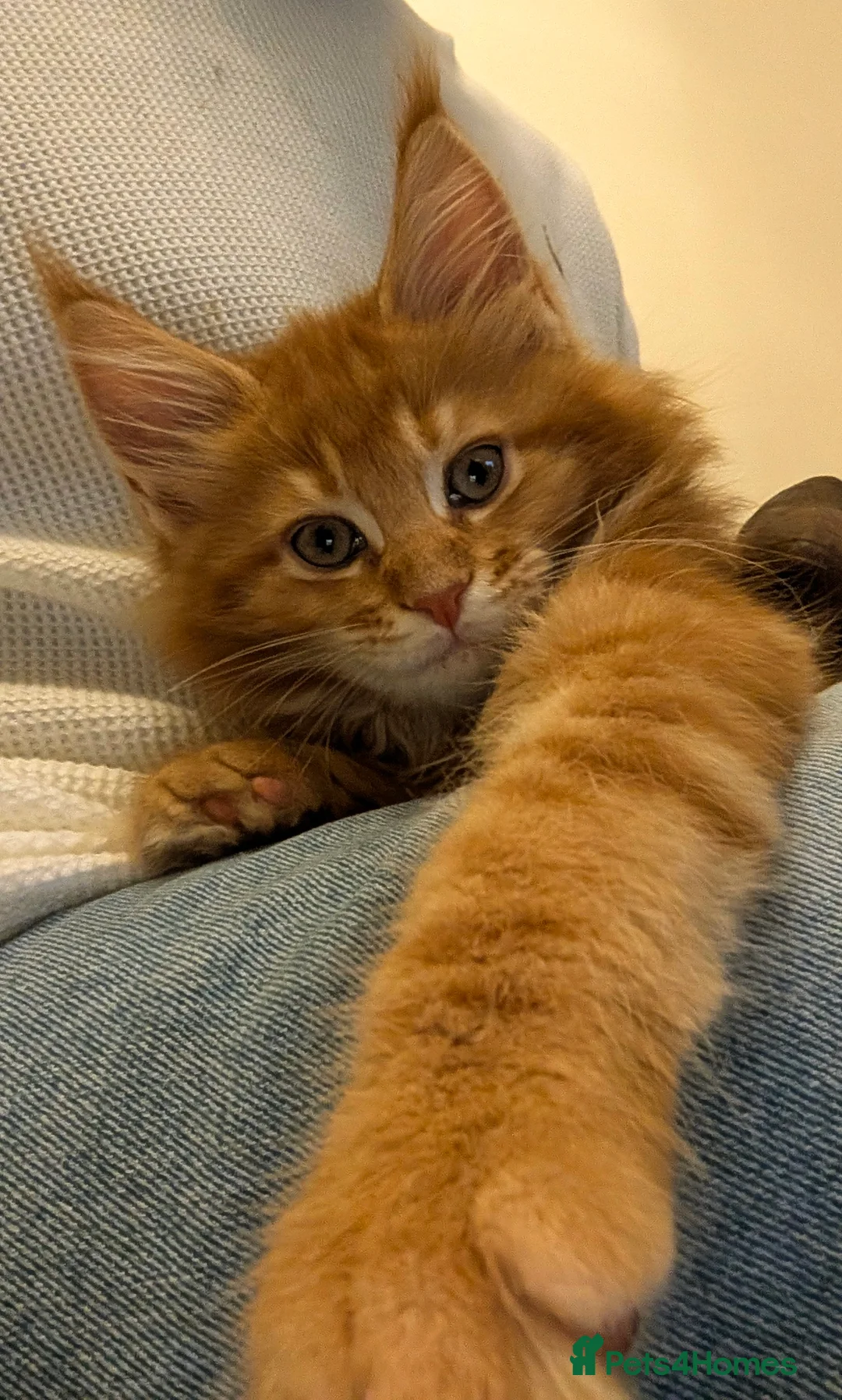 Maine Coon cats for sale: Ready to be re-homed - Advert 14