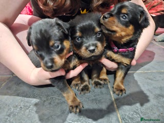 Rottweiler dogs Beautiful kc rottweiler puppies 3rd gen 3 left - Advert 1