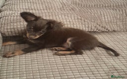 Russian Toy Terrier dogs for sale: Purebred Russian Toy long-haired - Image 12