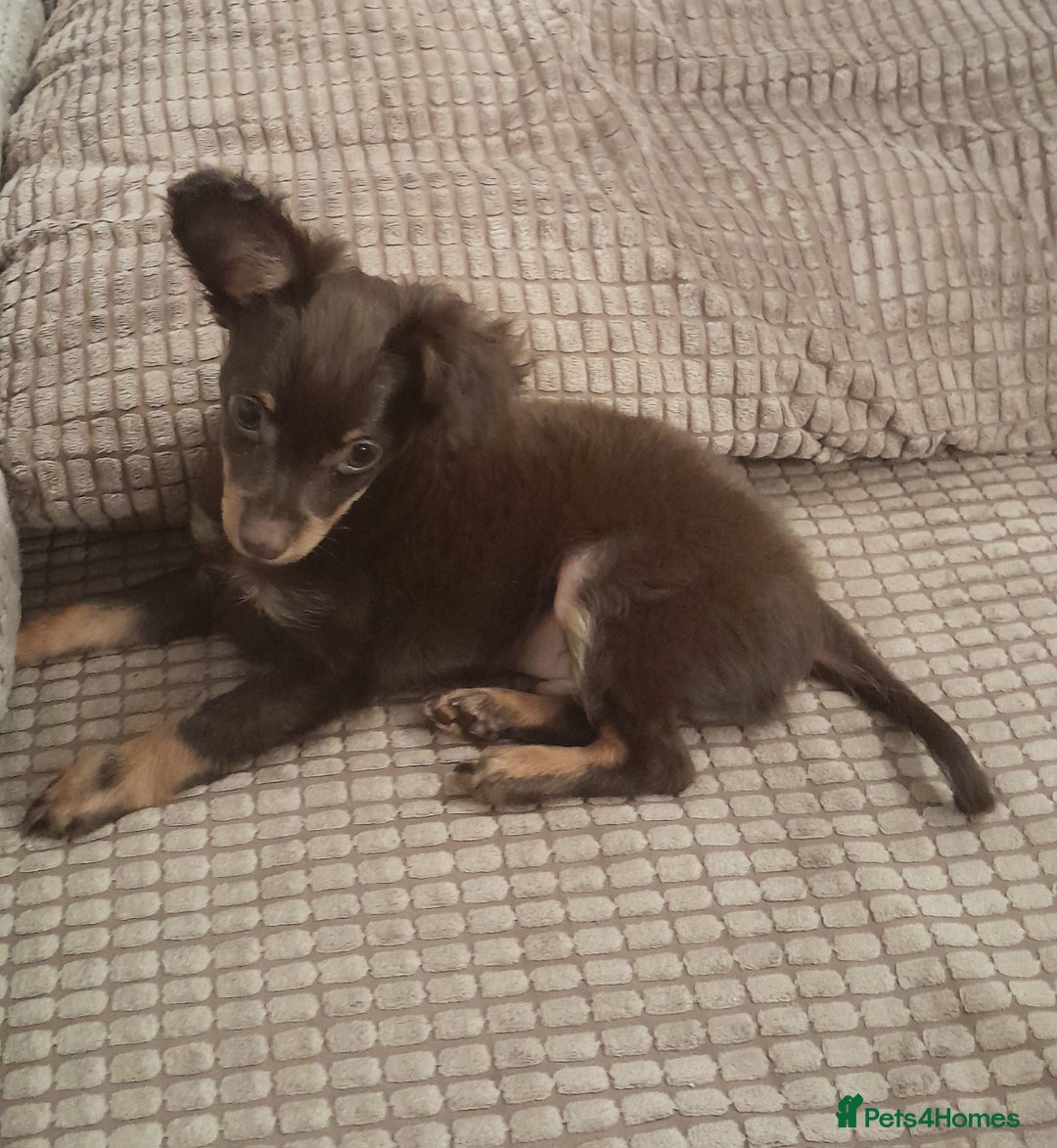 Russian Toy Terrier dogs for sale: Purebred Russian Toy long-haired - Image 12