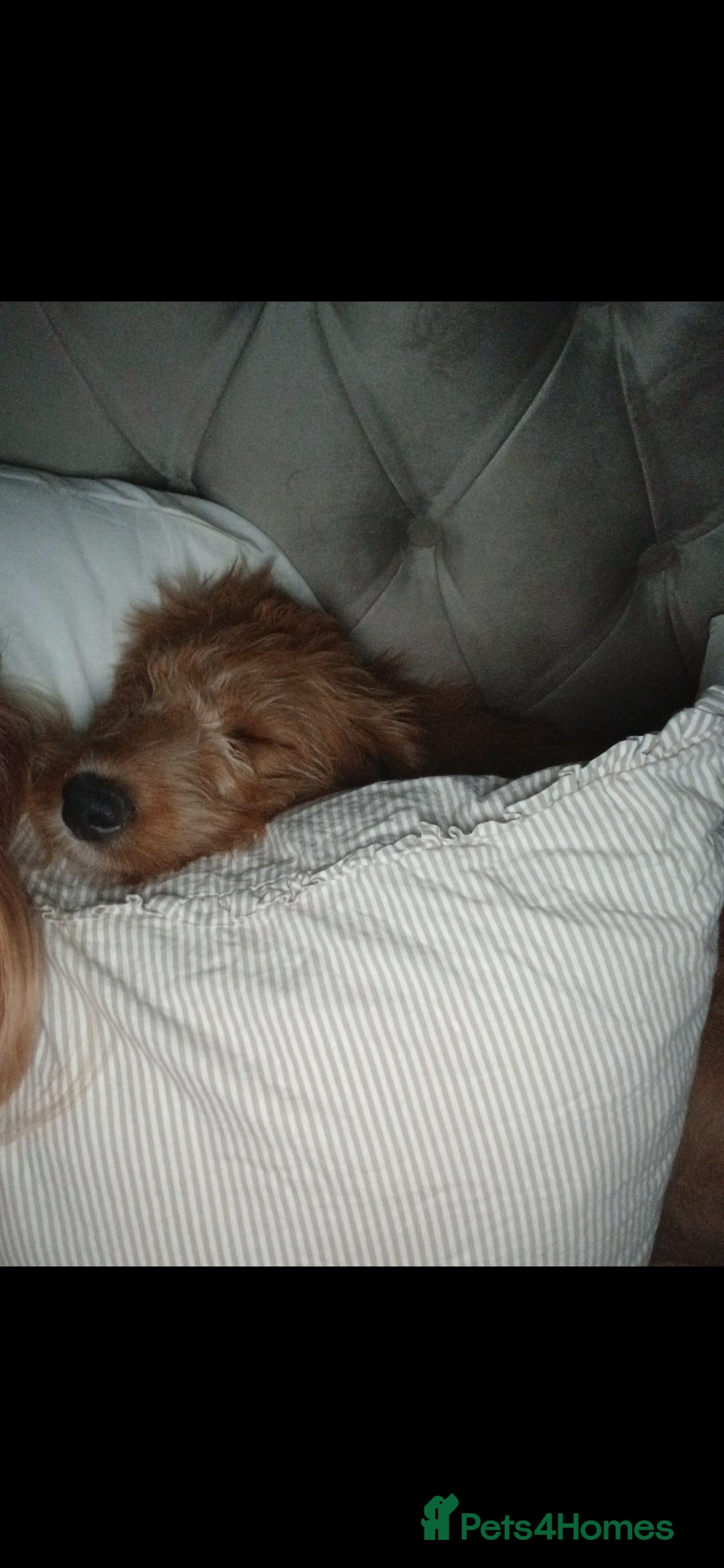 Australian Labradoodle dogs for sale: Male mini austrailian labradoodle red  - Image 3
