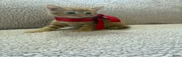 Mixed Breed cats for sale: Five Wonderful, Kichens, Very, Pretty Looking  - Advert 7
