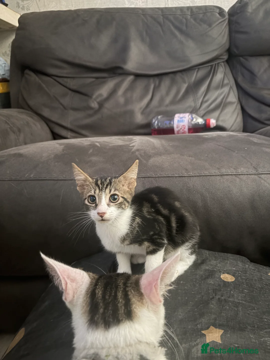 Mixed Breed cats for sale: 5 little beautiful kittens ready now  - Advert 6