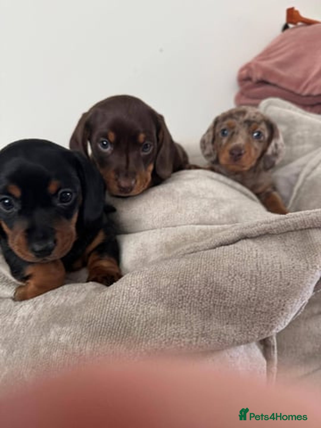 Miniature Dachshund dogs for sale: Miniature Dachshunds Puppies  - Image 1