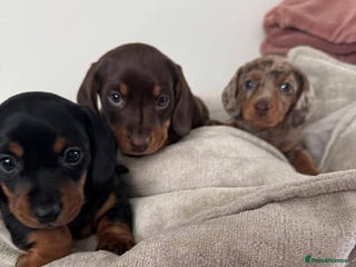 Miniature Dachshund dogs - Advert 28