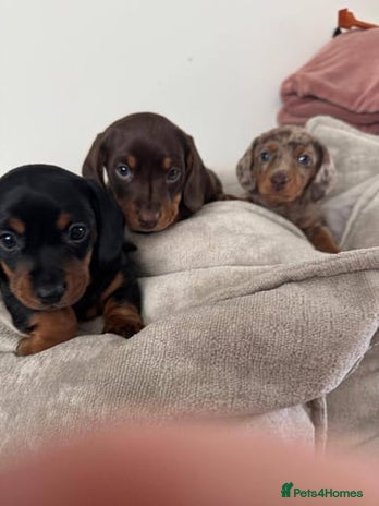 Miniature Dachshund dogs - Advert 15