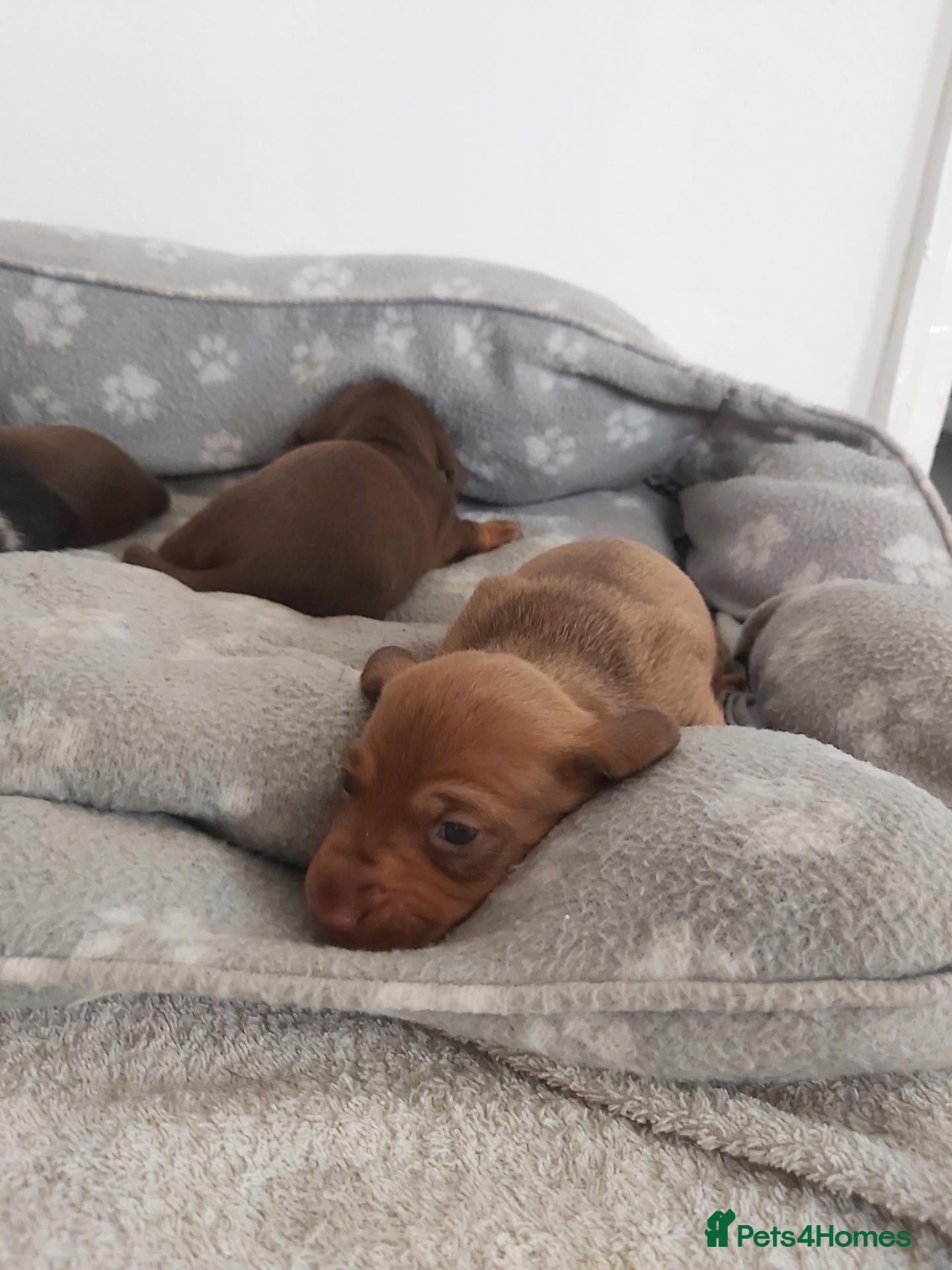 Miniature Dachshund dogs for sale: miniature dachshund  - Advert 20