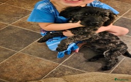 Jackapoo dogs for sale: Beautiful female jackapoo  - Advert 2