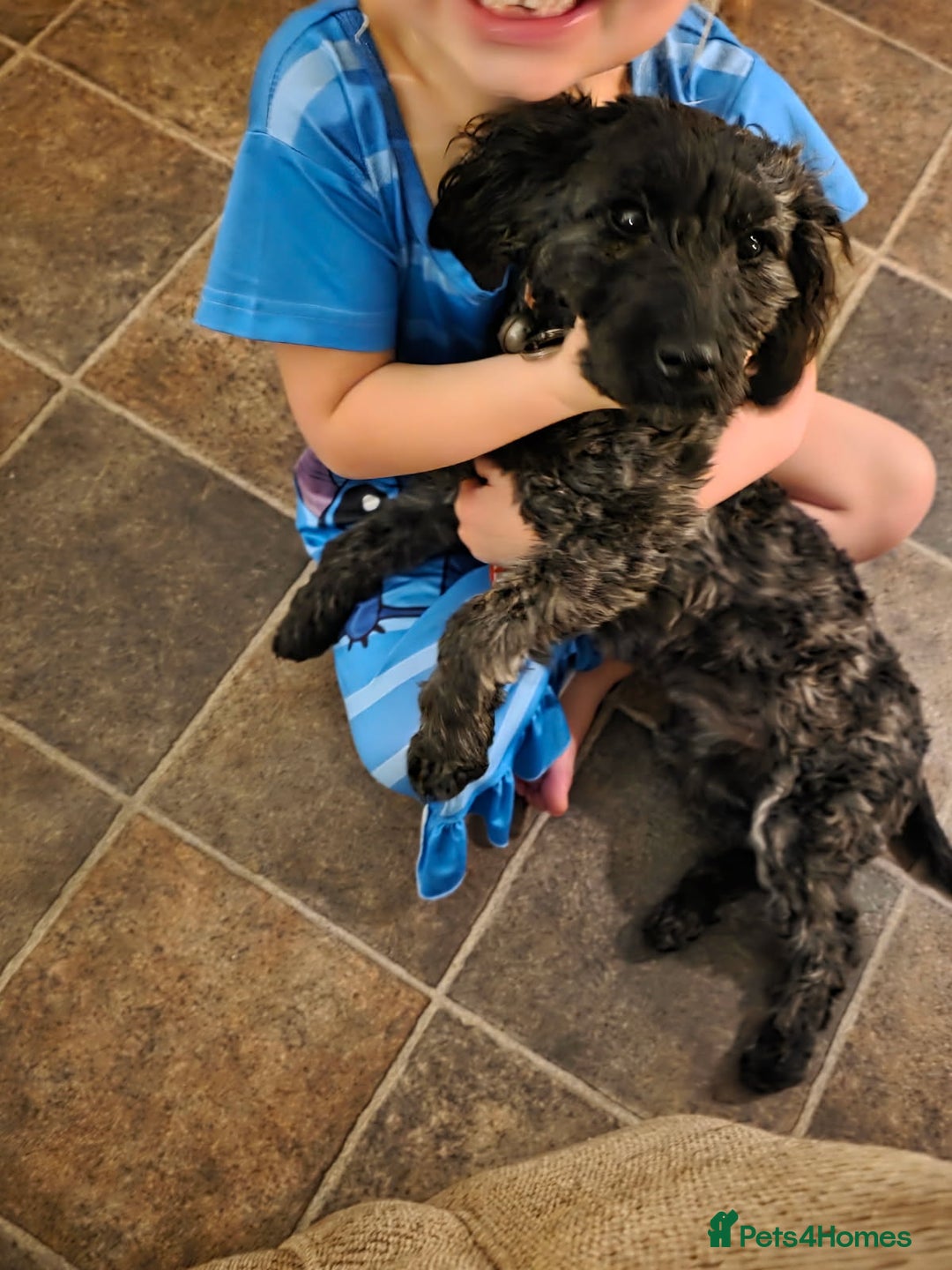 Jackapoo dogs for sale: Beautiful female jackapoo  - Advert 2