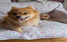 Pomeranian dogs for sale: Cute fluffy Pomeranian Puppies! (Read description) - Image 2