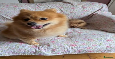 Pomeranian dogs - Advert 8